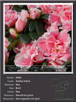 Azalea Indica   INGA