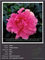 Azalea Indica   INKA