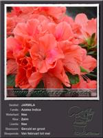 Azalea Indica   JARMILA