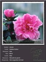 Azalea Indica   JULIA