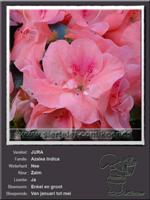 Azalea Indica   JURA
