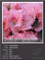 Azalea Indica   KASSANDRA