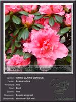 Azalea Indica   MARIE CLAIRE ODRIQUE