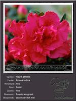 Azalea Indica   KNUT ERWIN ORANJE