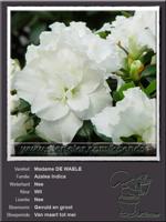 Azalea Indica   Madame DE WAELE