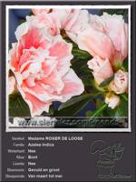Azalea Indica   Madame ROGER DE LOOSE