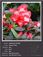 Azalea Indica   LEOPOLD ASTRID