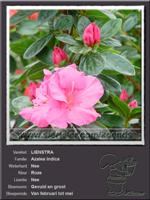 Azalea Indica   LIENSTRA