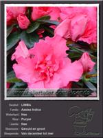 Azalea Indica   LIMBA