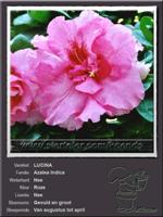 Azalea Indica   LUCINA