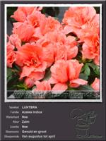 Azalea Indica   LUNTERA