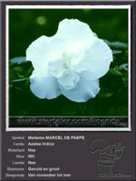 Azalea Indica   Madame MARCEL DE PAEPE