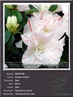 Azalea Indica   MARYKE