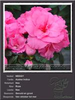 Azalea Indica   MEGGY
