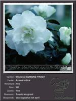 Azalea Indica   Mevrouw EDMOND TROCH