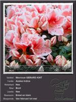 Azalea Indica   Mevrouw GERARD KINT