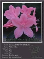 Azalea Indica   Mevrouw MARC VAN EETVELDE