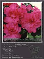 Azalea Indica   Mevrouw MARCEL VAN BELLE