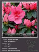 Azalea Indica   MICHELLE MARIE