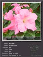 Azalea Indica   MISTRAL