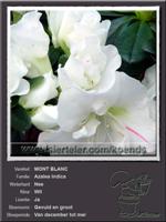 Azalea Indica   MONT BLANC