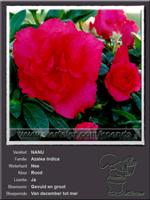 Azalea Indica   NANU