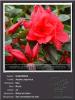 Azalea Japonica   NAZARENA