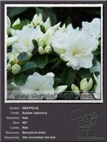 Azalea Japonica   NEAPOLIS