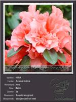Azalea Indica   NINA