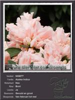 Azalea Indica   NINETT