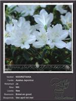 Azalea Japonica   NOORDTIANA