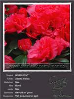 Azalea Indica   NORDLICHT
