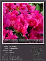 Azalea Indica   OSTALETT