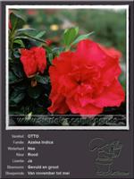Azalea Indica   OTTO
