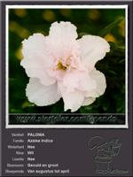 Azalea Indica   PALOMA