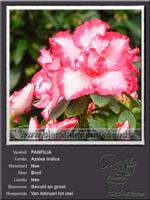 Azalea Indica   PANFILIA