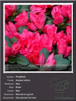 Azalea Indica   PHARAO