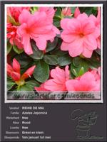 Azalea Japonica   REINE DE MAI