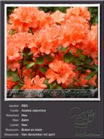 Azalea Japonica   REX