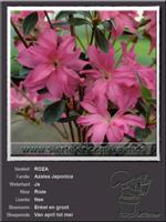 Azalea Japonica   ROZA