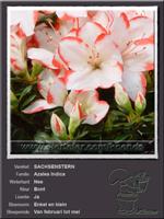 Azalea Indica   SACHSENSTERN