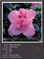Azalea Indica   SANKT VALENTIN