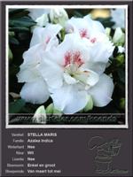 Azalea Indica   STELLA MARIS