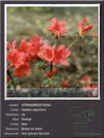 Azalea Japonica   STEWAREDSTIONA