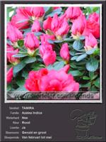 Azalea Indica   TAMIRA