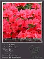Azalea Japonica   THIERRY