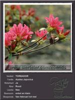 Azalea Japonica   TOREADOR