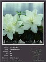 Azalea Japonica   WHITE LADY