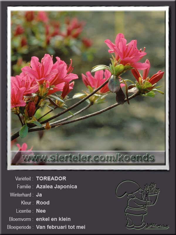 Azalea Japonica   TOREADOR