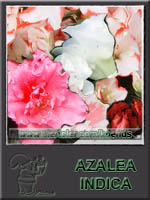 Azalea indica